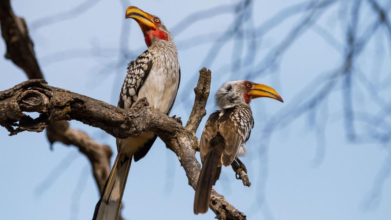 Geiger'S Camp In Timbavati Game Reserve By Newmark Экстерьер фото